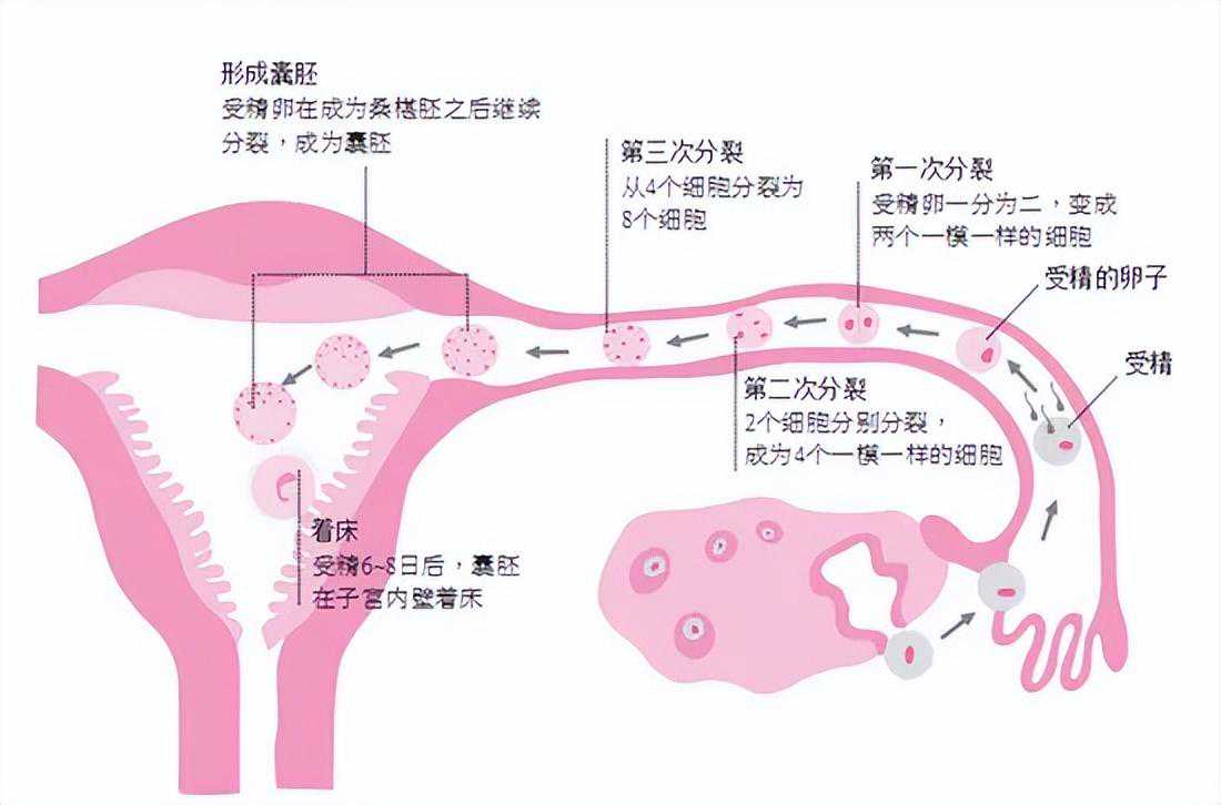 这5个养卵方法简单又实用，试管婴儿成功率高