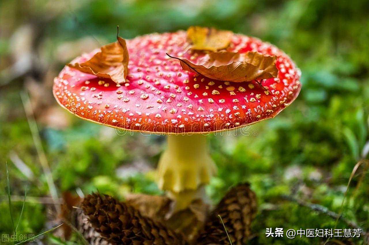 巧克力囊肿手术复发？备孕难？中医辨证论治，一个方子带给你好孕