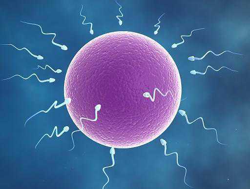 备孕须知：精子与卵子结合需要多长时间呢？备孕夫妻不妨看看