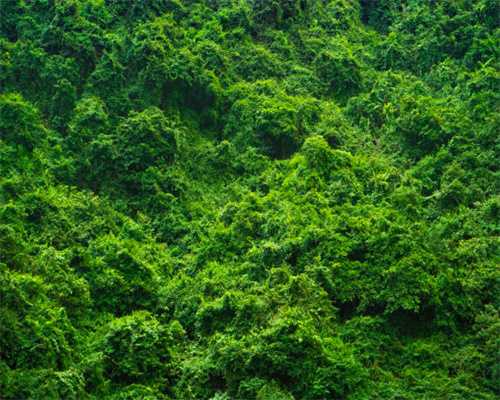 受精卵着床后几天有反应